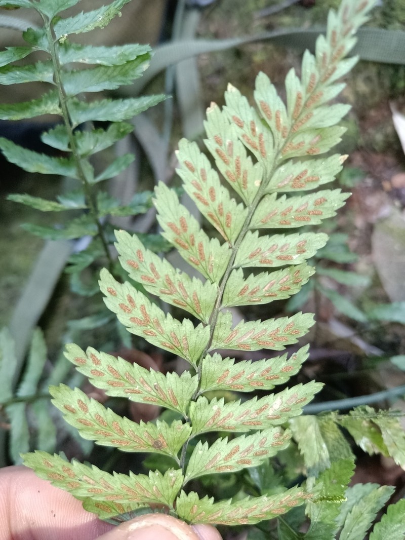 Asplenium hostmannii photo 8