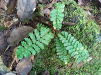 Asplenium hostmannii