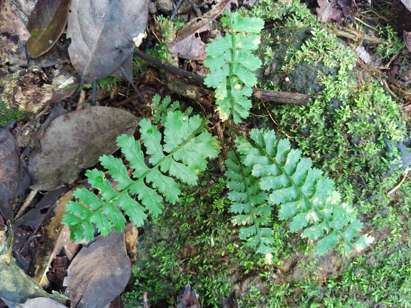 Asplenium hostmannii