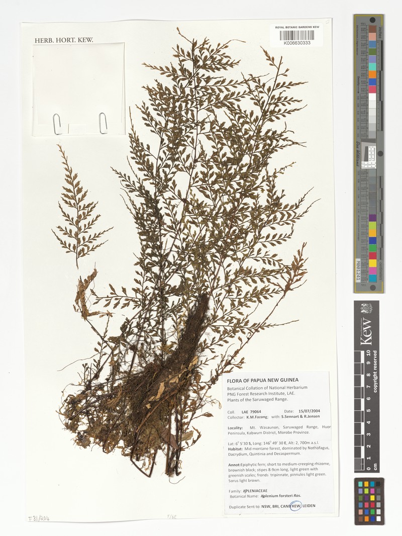 Asplenium hovenkampii