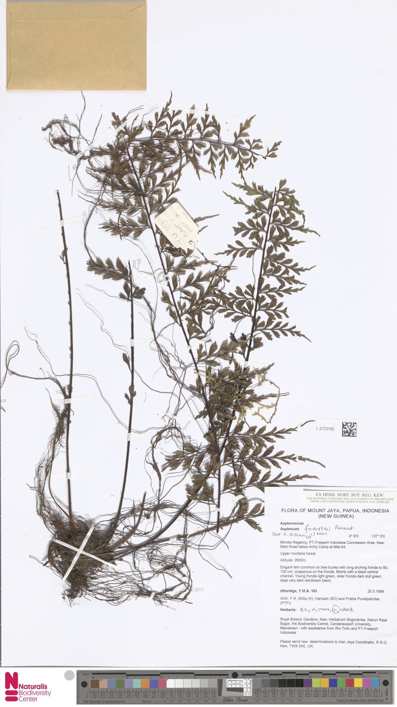 Asplenium hovenkampii photo 2