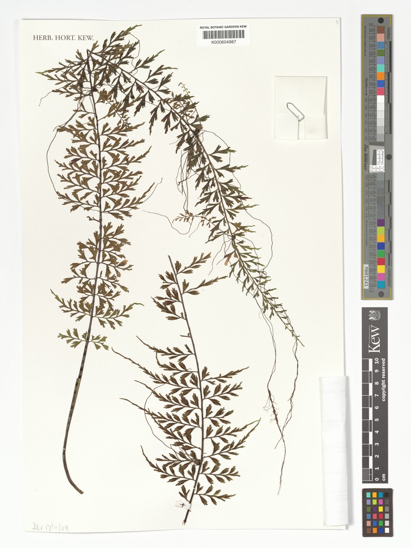 Asplenium hovenkampii photo 4