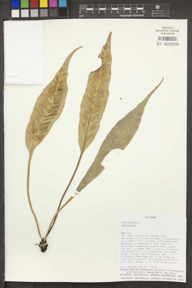 Asplenium humbertii