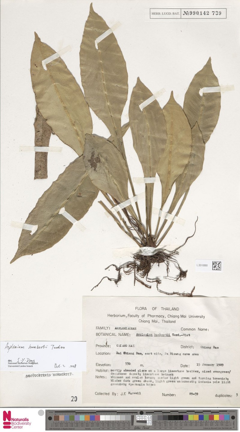 Asplenium humbertii photo 2
