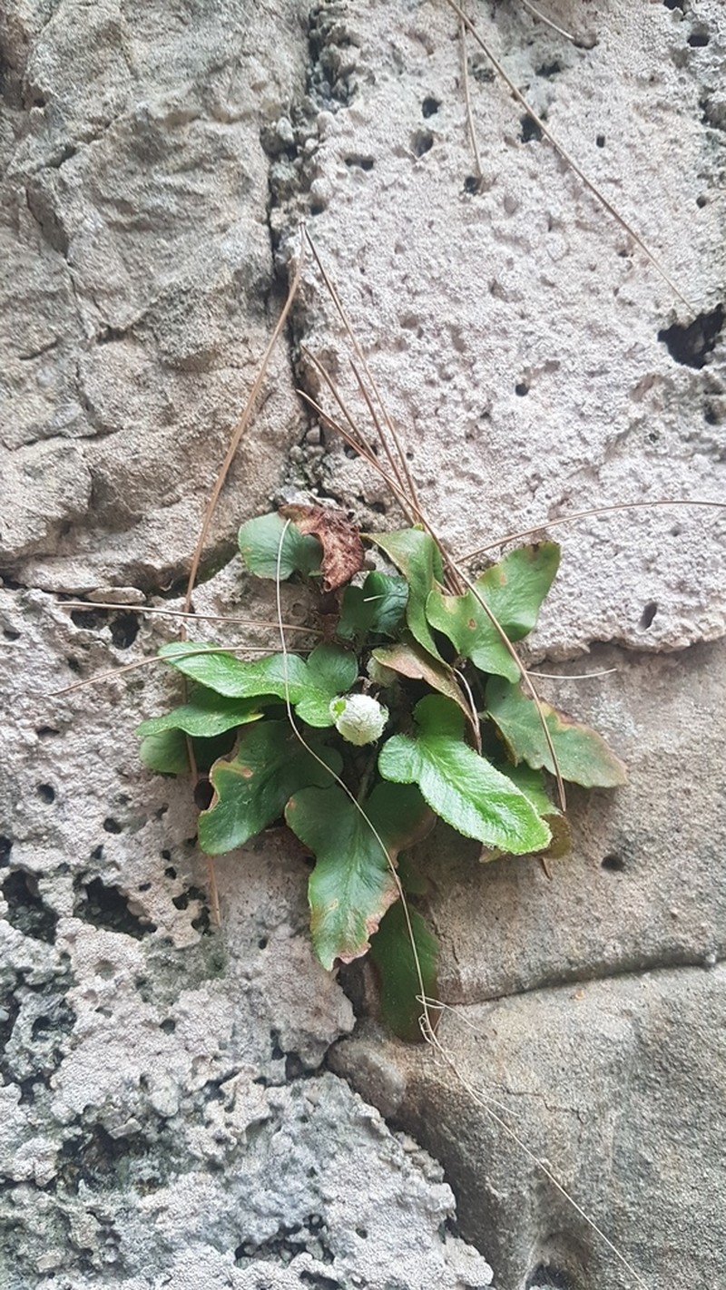 Asplenium hybridum photo 3
