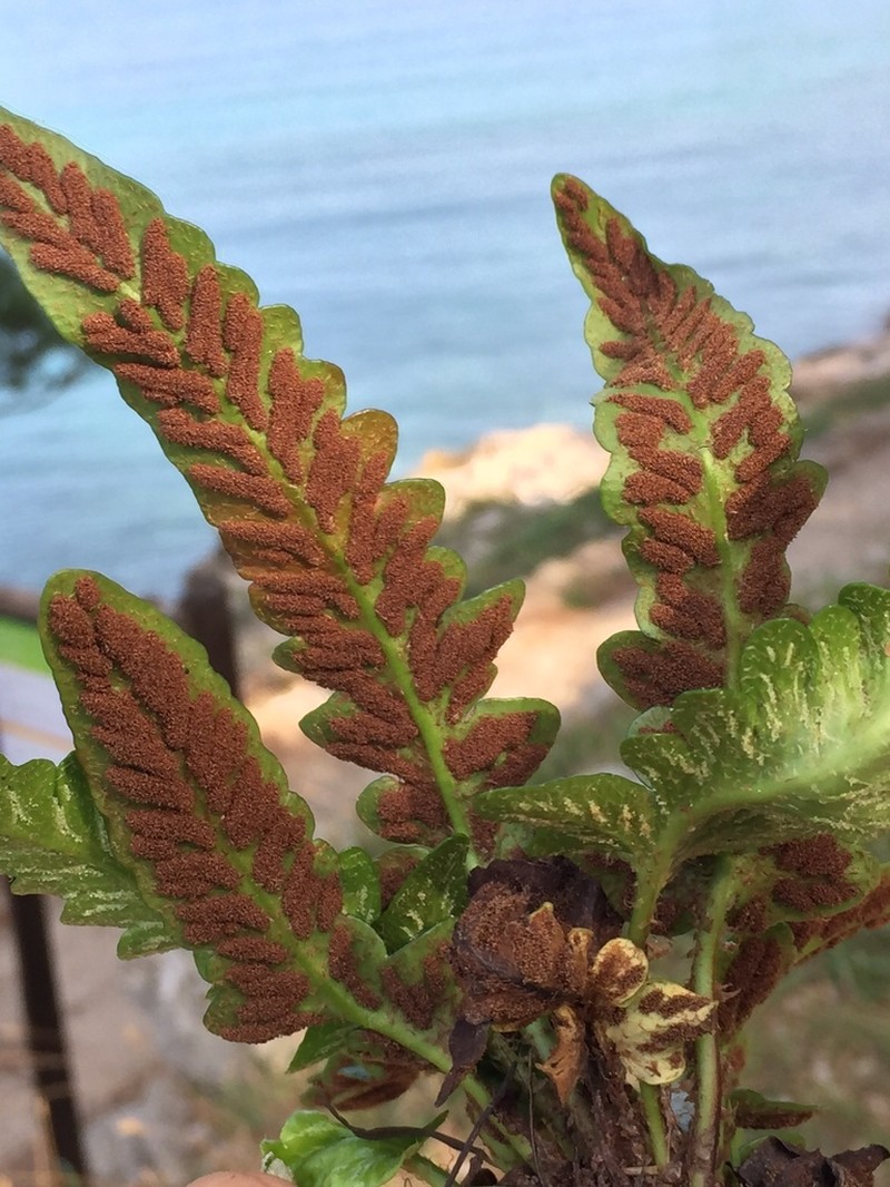 Asplenium hybridum photo 4