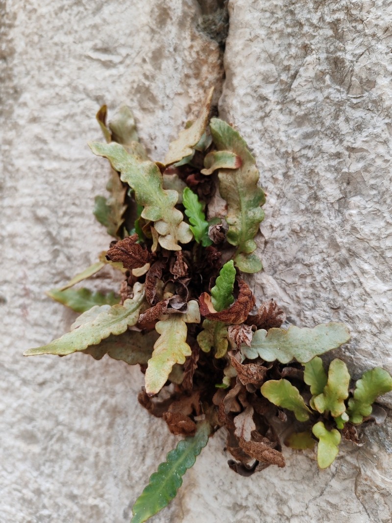 Asplenium hybridum photo 5