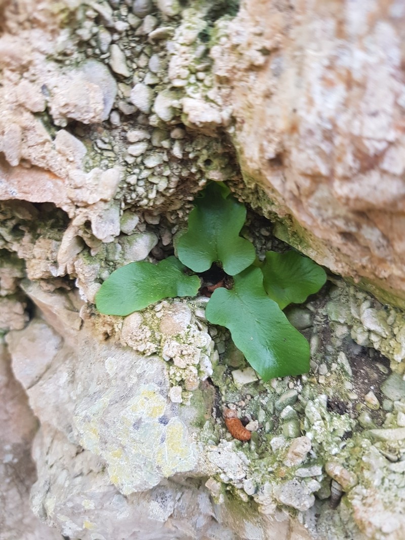 Asplenium hybridum photo 6