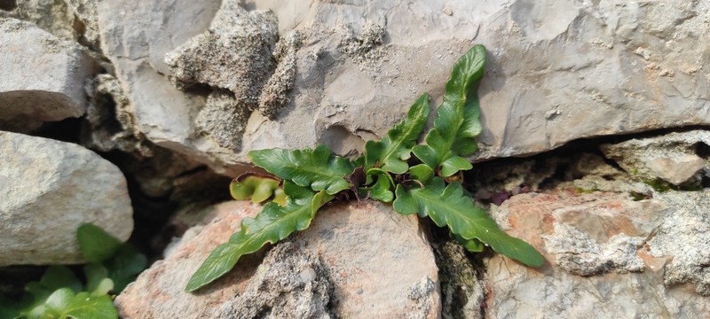 Asplenium hybridum photo 7