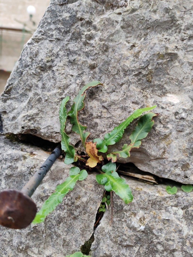 Asplenium hybridum photo 8