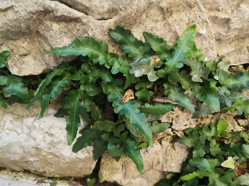 Asplenium hybridum
