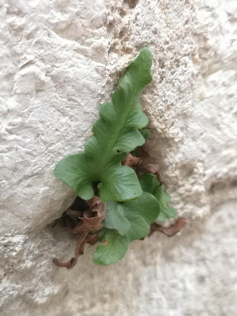 Asplenium hybridum photo 2