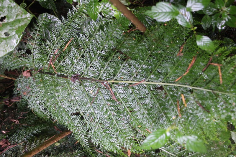 Asplenium hypomelas