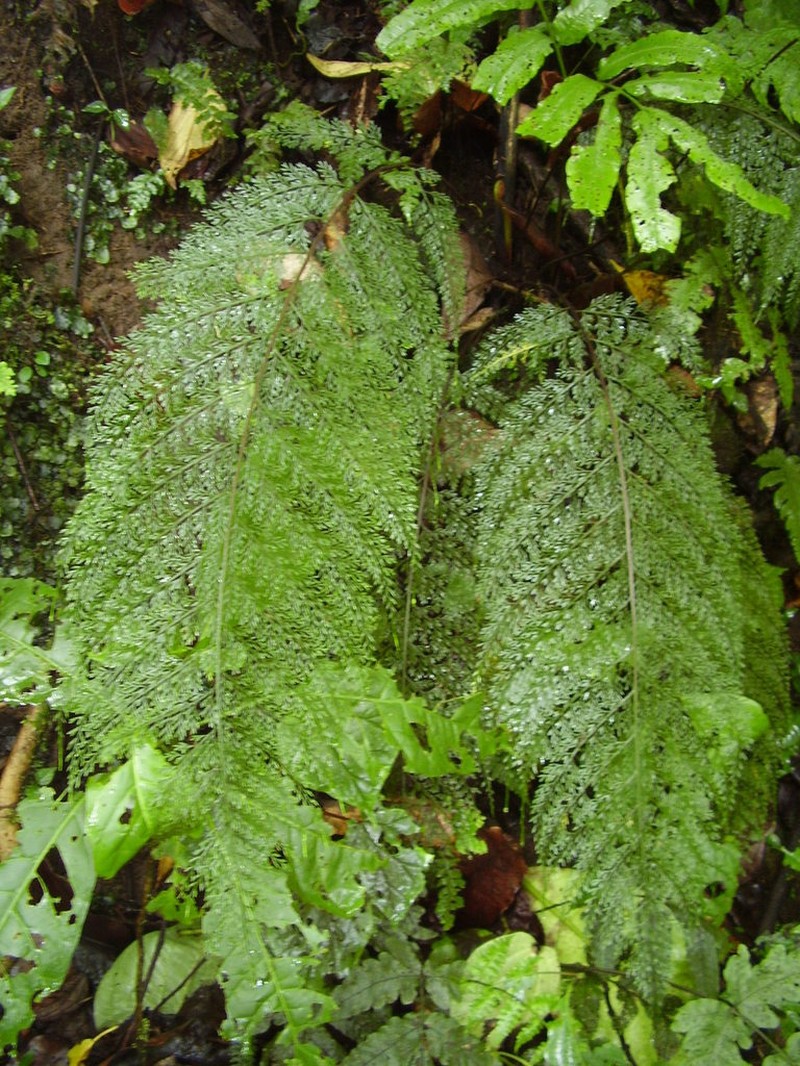 Asplenium hypomelas photo 2