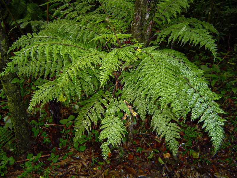 Asplenium hypomelas photo 3