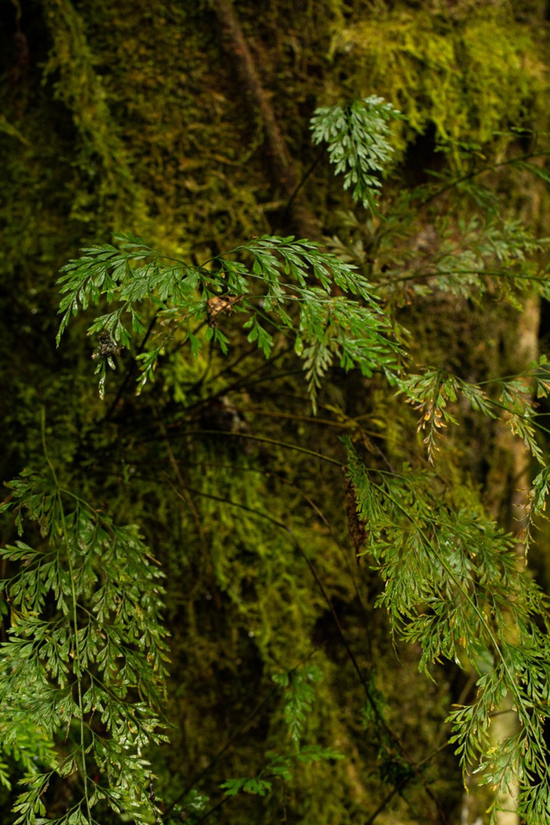 Asplenium hypomelas photo 4