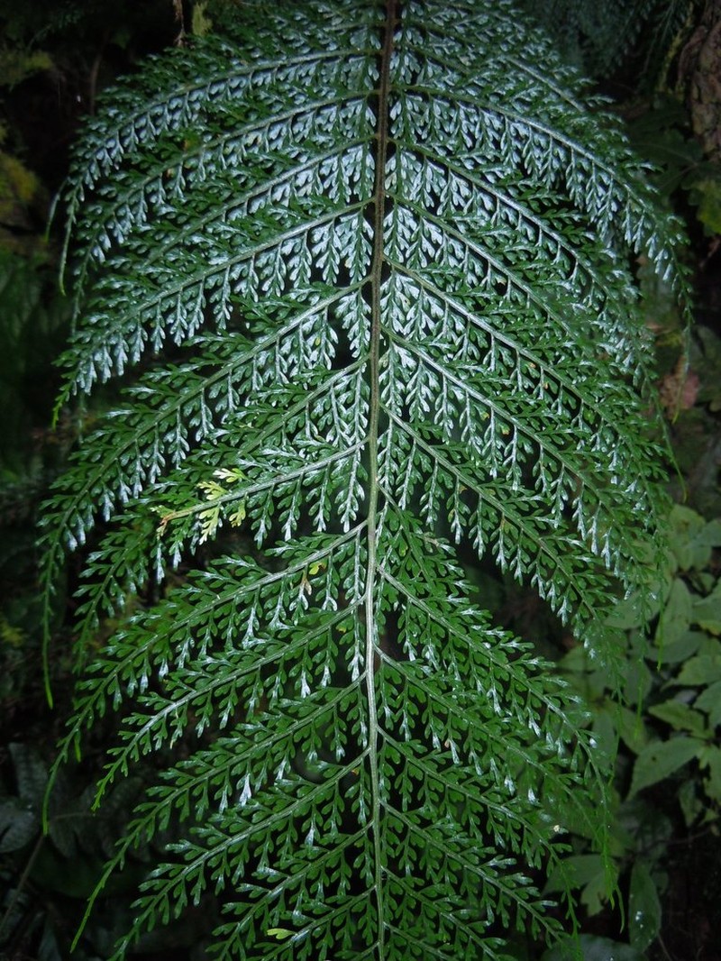 Asplenium hypomelas photo 5
