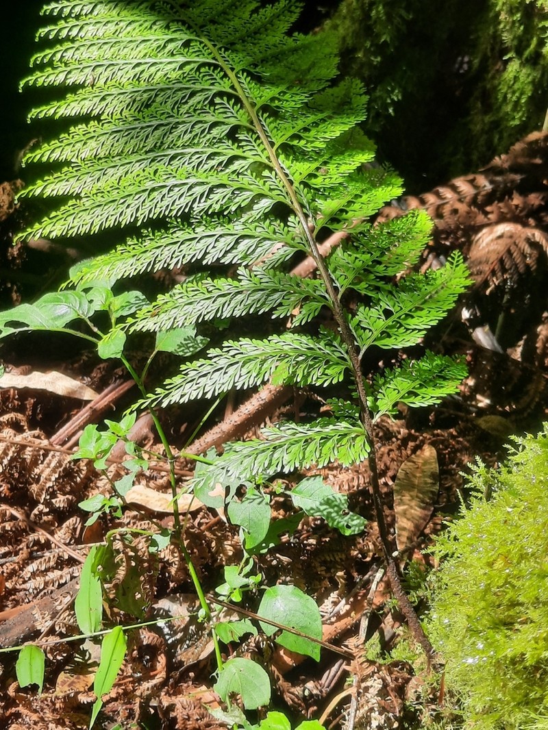 Asplenium hypomelas photo 6
