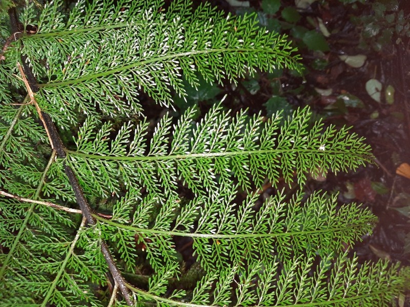 Asplenium hypomelas photo 7
