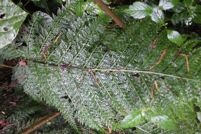 Asplenium hypomelas photo 8