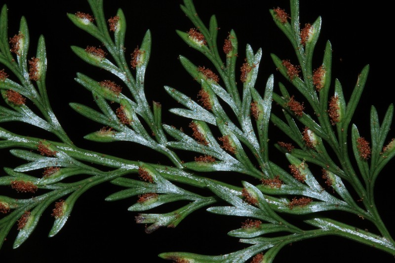Asplenium impressivenium