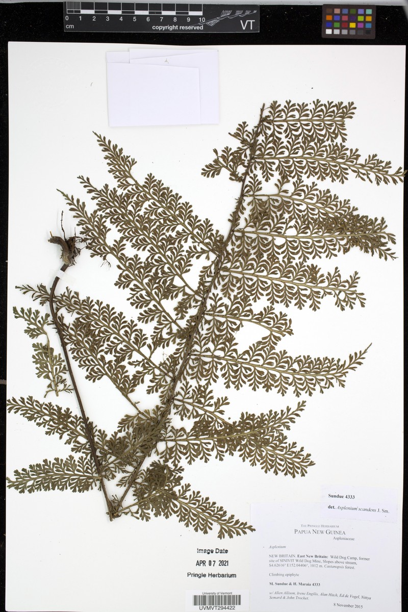 Asplenium impressivenium photo 3