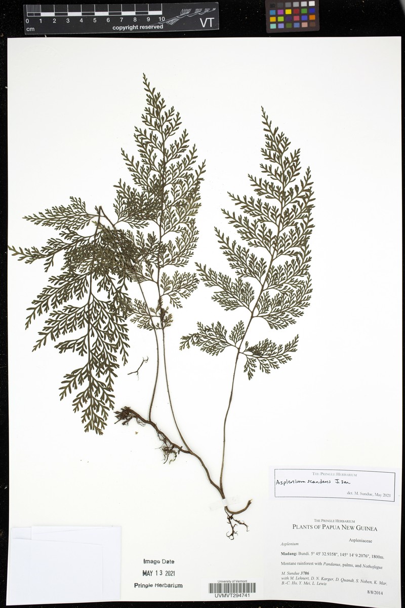 Asplenium impressivenium photo 4