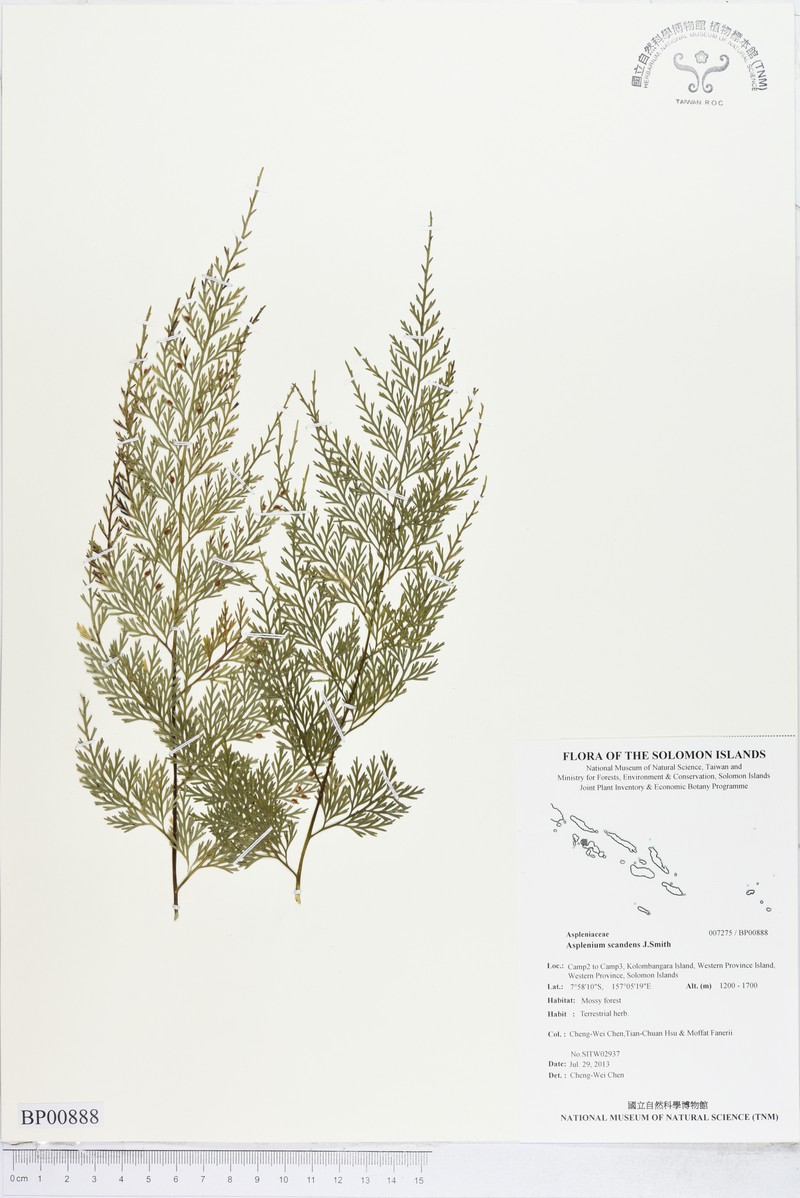 Asplenium impressivenium photo 6