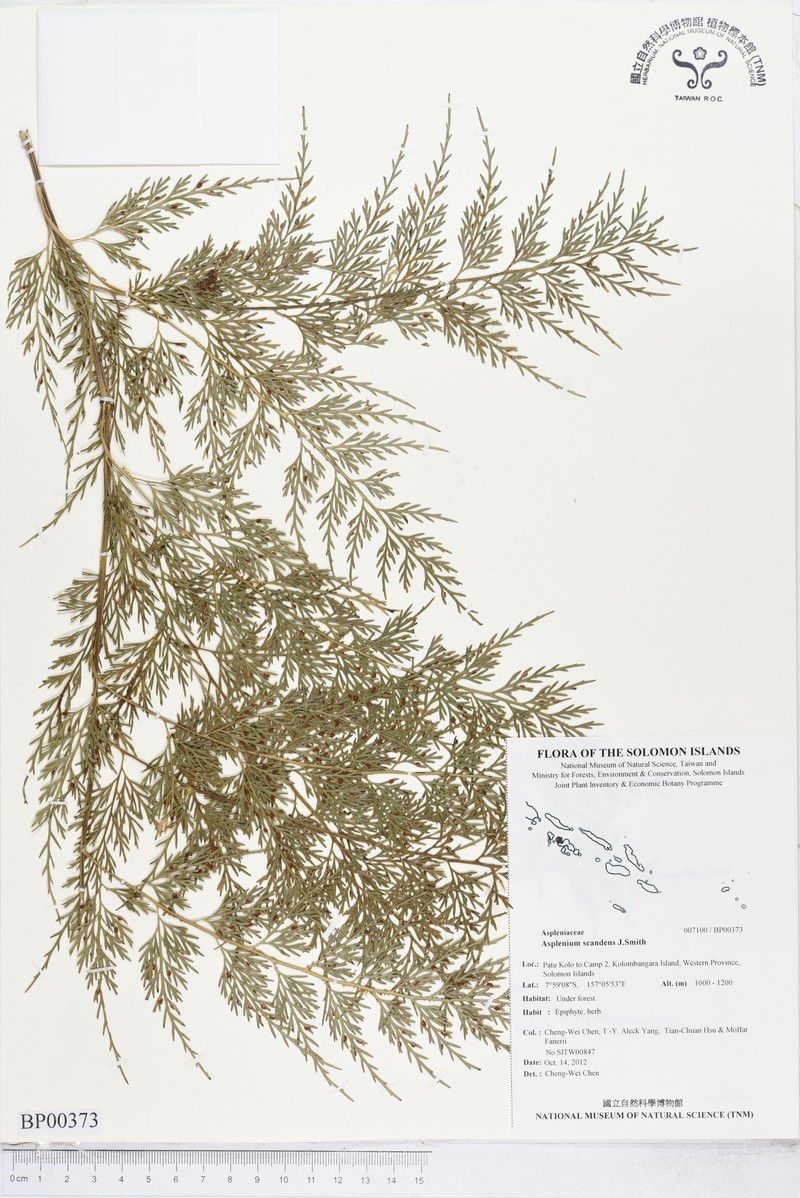 Asplenium impressivenium photo 7