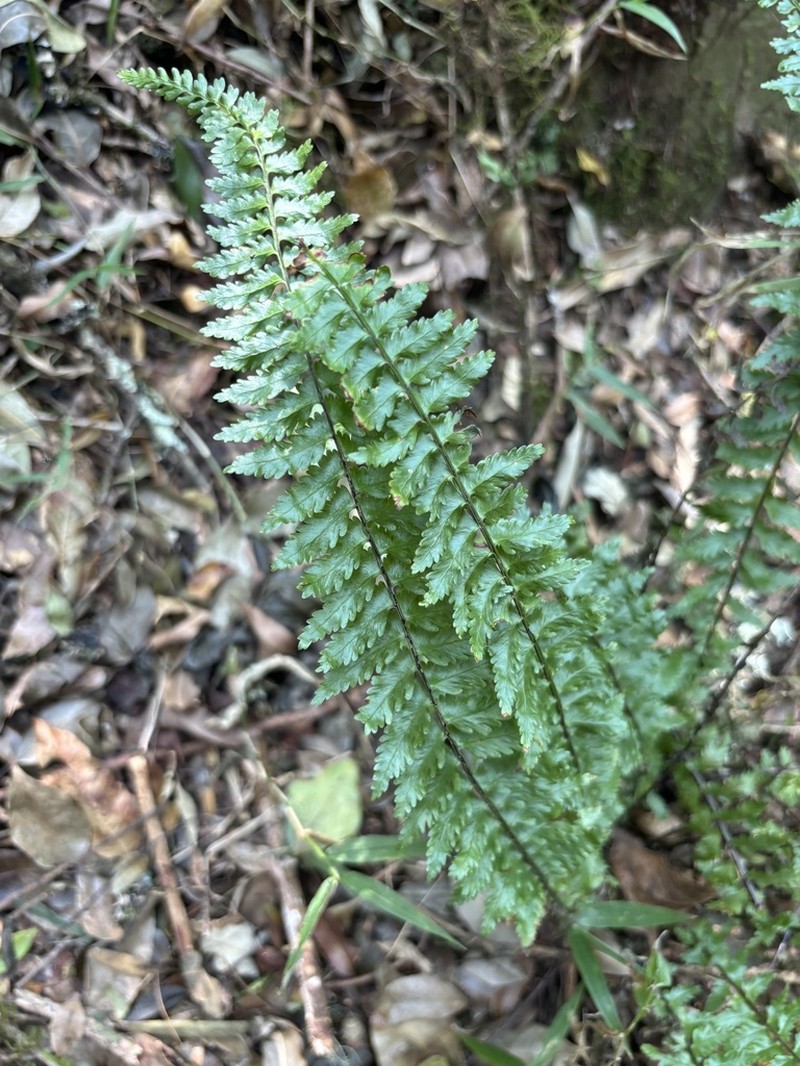Asplenium inaequilaterale