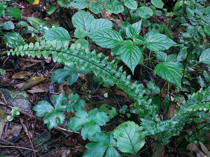 Asplenium inaequilaterale photo 2
