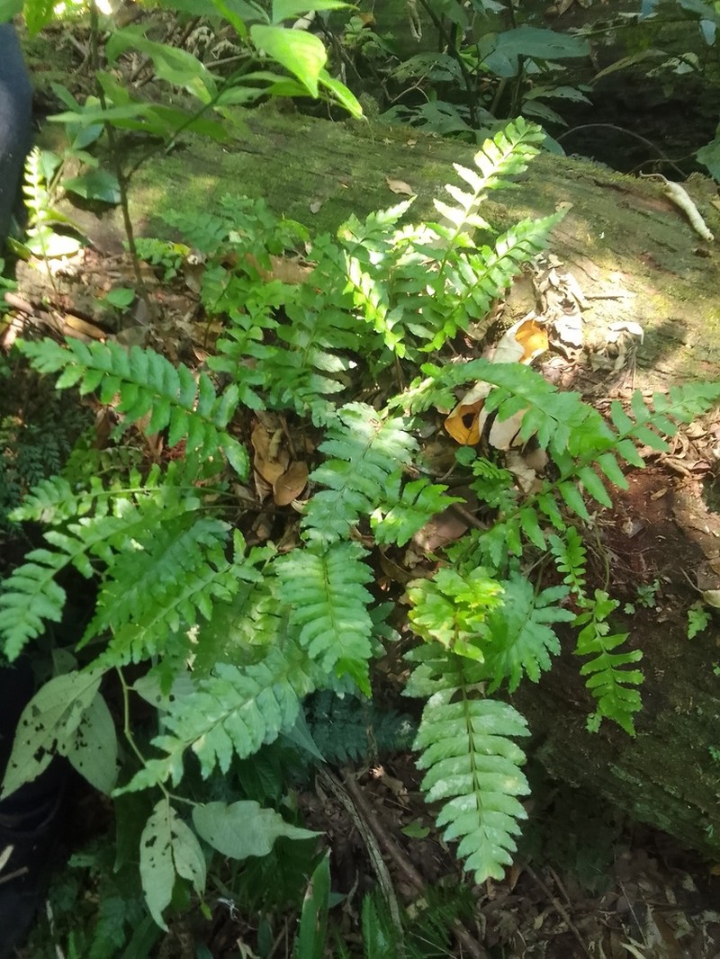 Asplenium inaequilaterale photo 3
