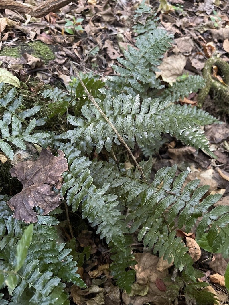 Asplenium inaequilaterale photo 4