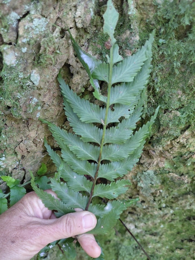 Asplenium inaequilaterale photo 5