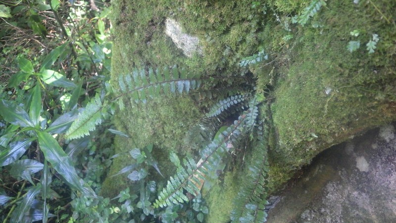 Asplenium inaequilaterale photo 6