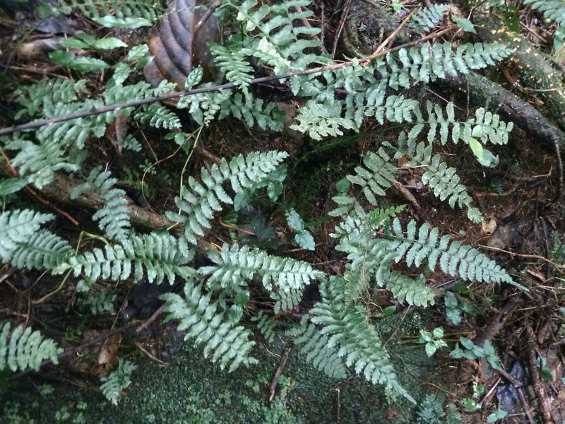 Asplenium inaequilaterale photo 7