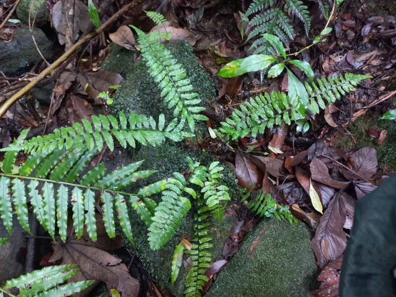 Asplenium inaequilaterale photo 8