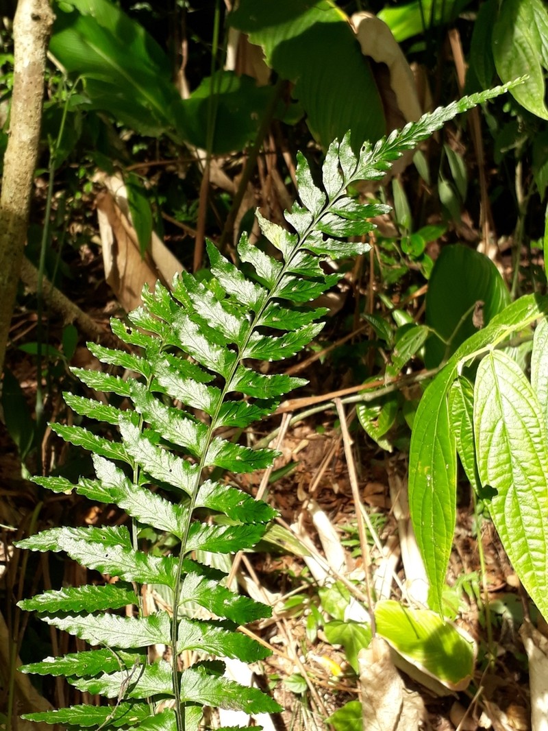 Asplenium inaequilaterale
