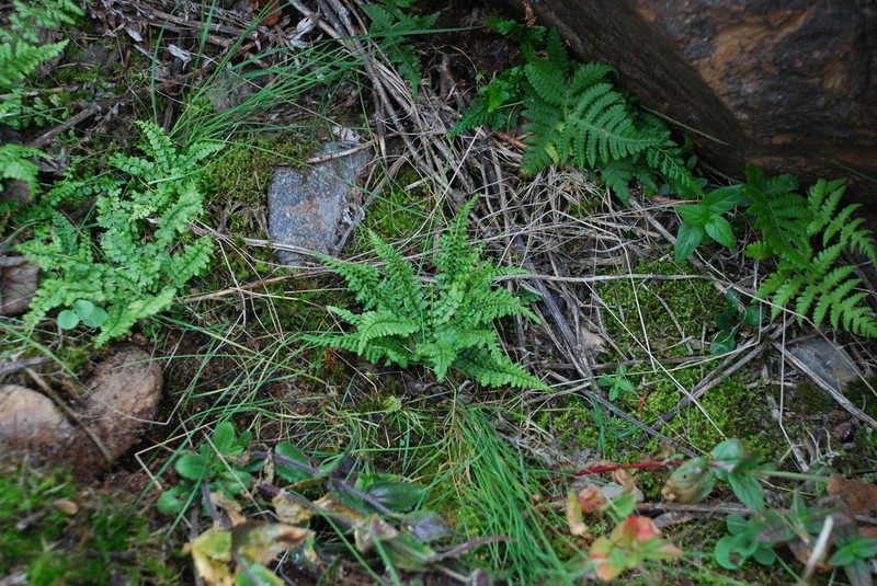 Asplenium incisum