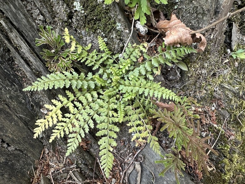 Asplenium incisum photo 2