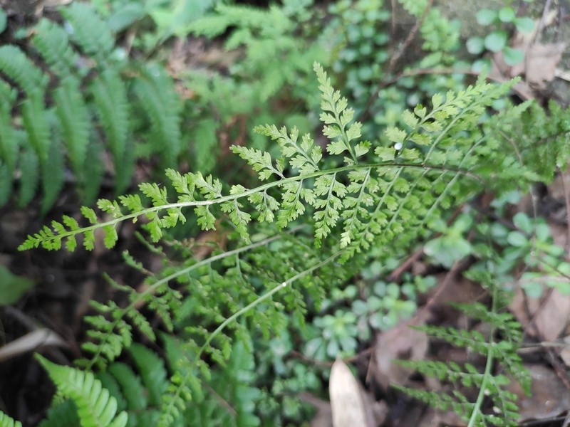 Asplenium incisum photo 3