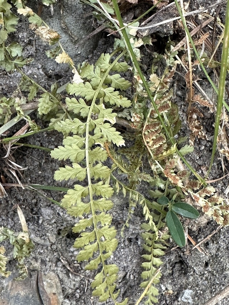 Asplenium incisum photo 4