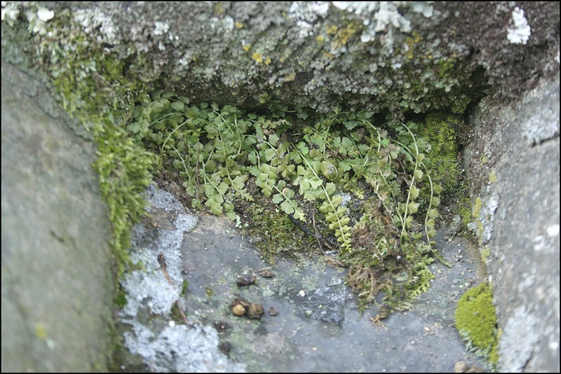 Asplenium incisum photo 5