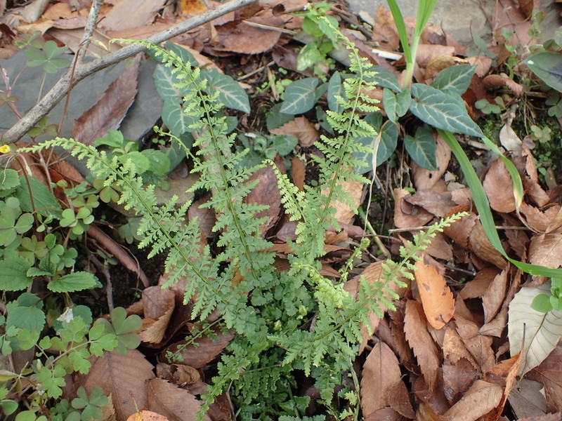 Asplenium incisum photo 6