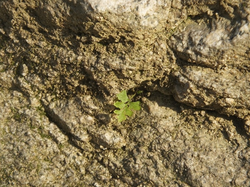 Asplenium incisum photo 7