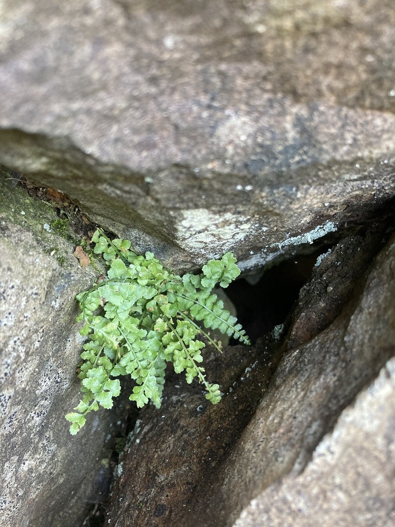 Asplenium incisum photo 8