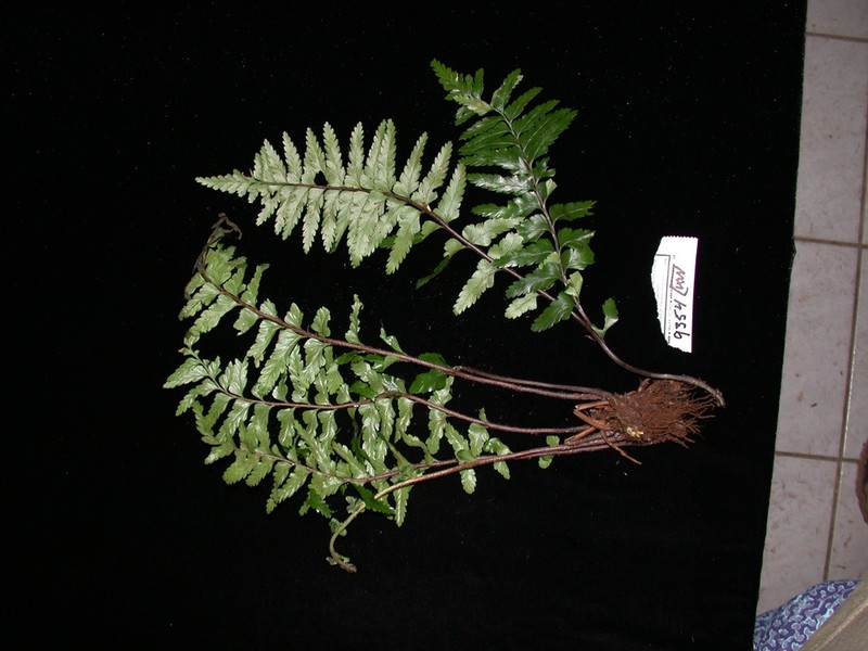Asplenium indusiatum photo 2