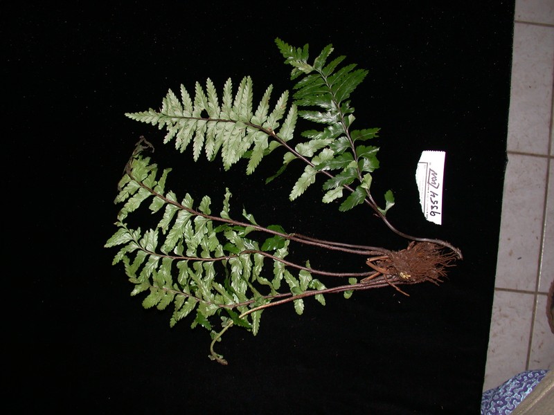 Asplenium indusiatum photo 3