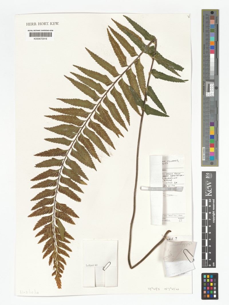 Asplenium indusiatum photo 4
