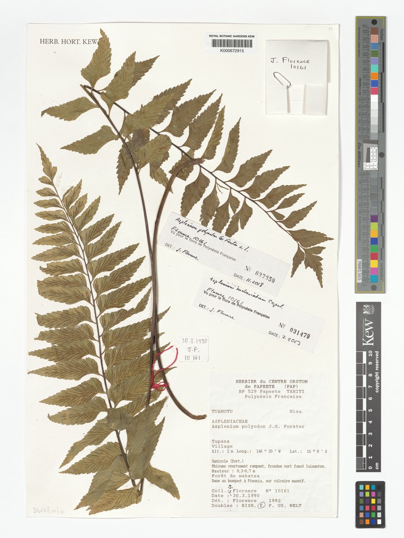 Asplenium indusiatum photo 5